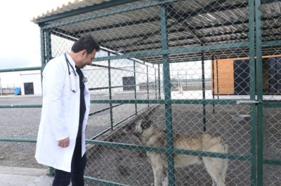 DBB, Can Dostlara şifa dağıtıyor