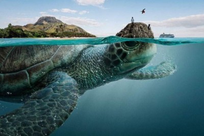Görkemli Deniz Hayvanları Ekvador'un Dört Biyosferini Sırtlarında Taşıyor